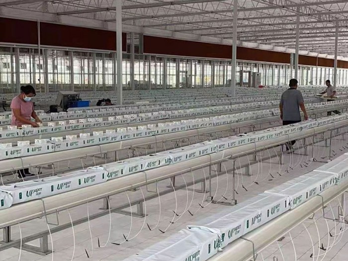 陽光板溫室栽培